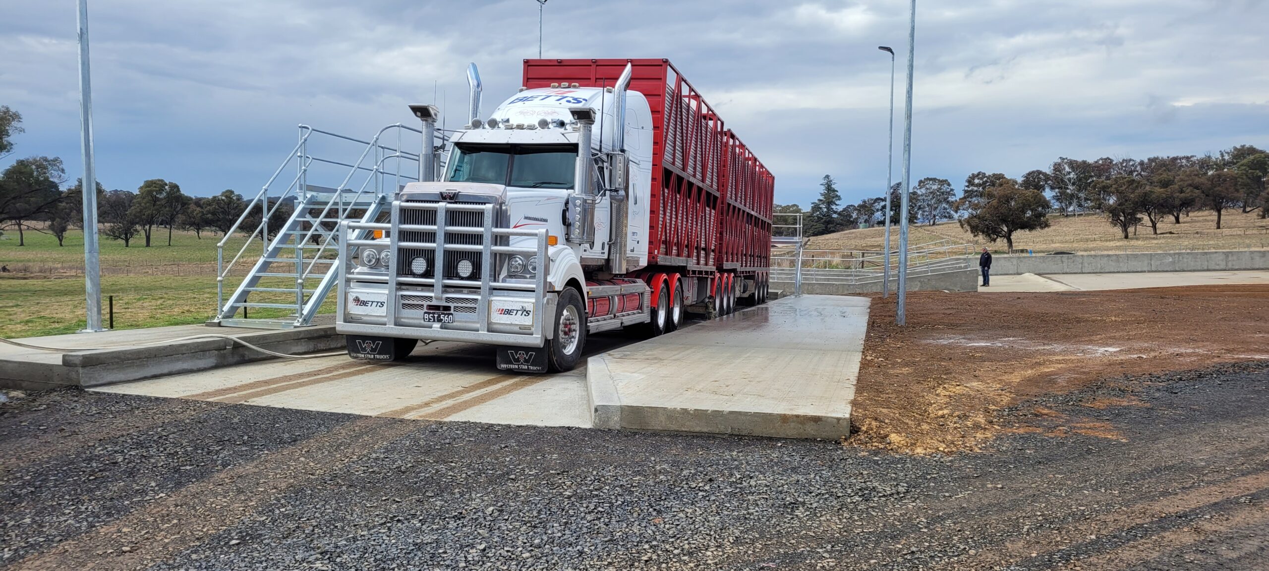 A large white semi-truck with a red cattle trailer is parked on a concrete weighbridge. The setting is rural, with trees and fields visible in the background under a cloudy sky. A person stands nearby on the right.